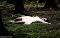 /album/photogallery/fainted-in-the-forest-by-lakehurst-images-d5jprwr-jpg/